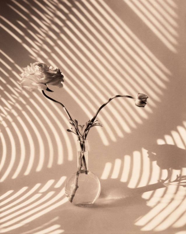 Two Ranunculus On Curved, Striped Background