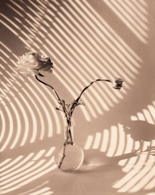 Two Ranunculus On Curved, Striped Background
