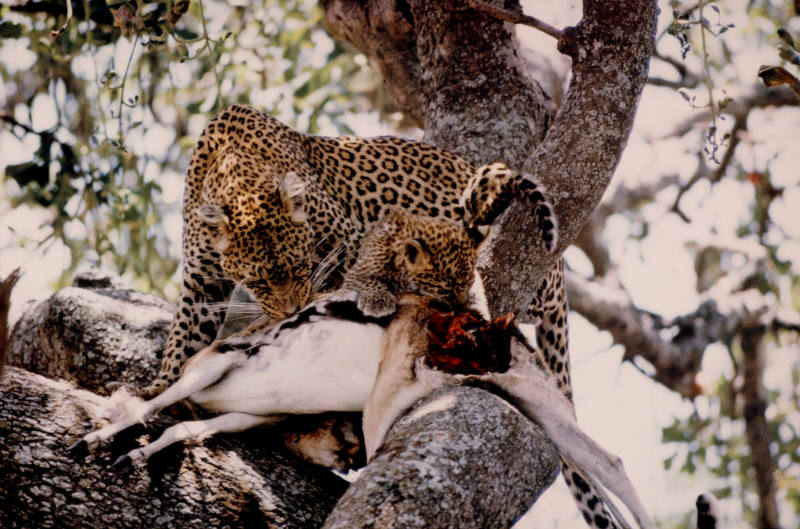 Serengeti, Leopard Family with Kill