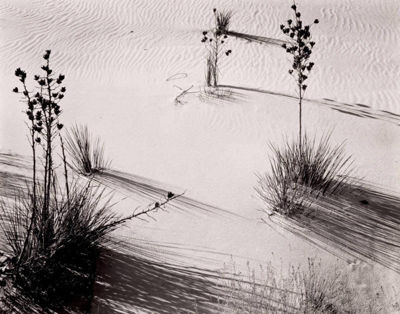 Sand and Tree Branches, White Sands, New Mexico