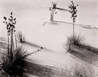 Sand and Tree Branches, White Sands, New Mexico