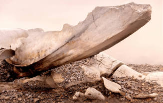 Whale Bones, South Georgia, Antarctica