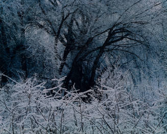 Cottonwood Trees and Snow, Tesuque River, New Mexico
