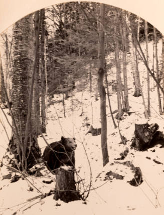 Love & Terror in the North Woods