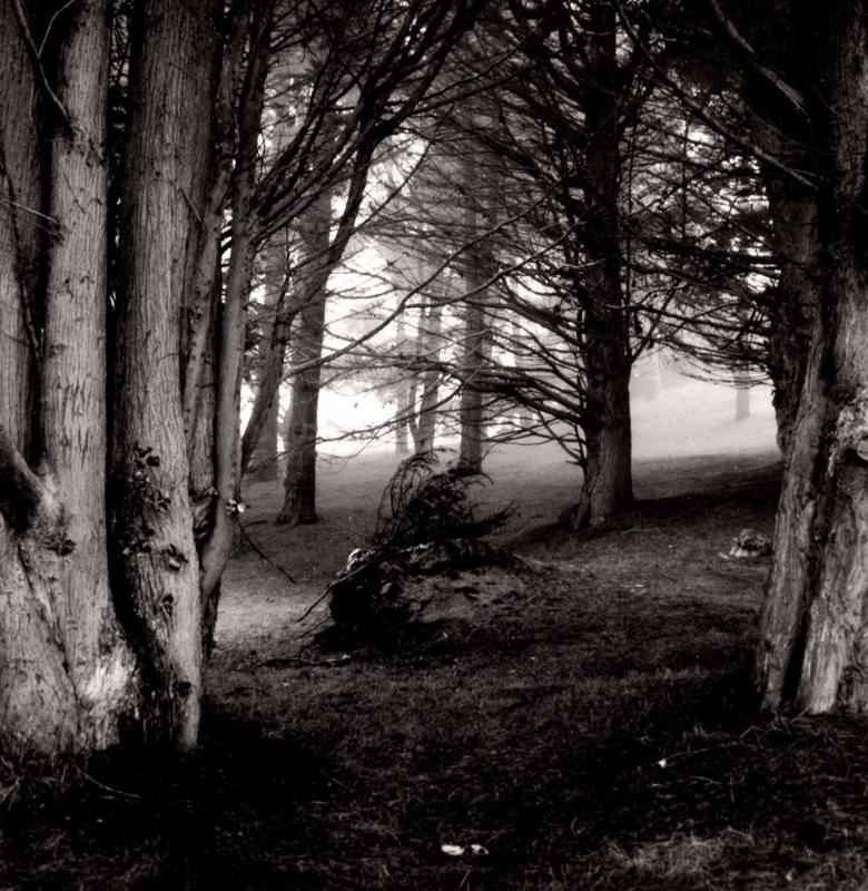 Cypress Trees in Fog