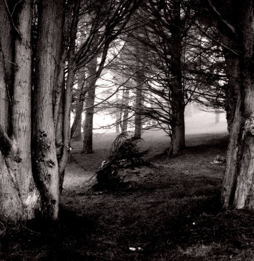 Cypress Trees in Fog