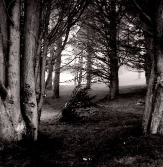 Cypress Trees in Fog