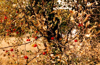 Hello Apples!