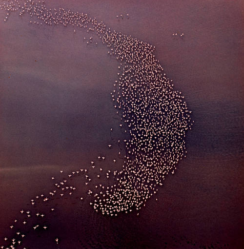 Flamingos on Lake Natron, Tanzania, Africa