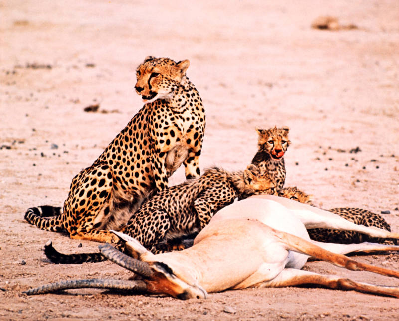 Cheetah with Cubs and Kill, Amboseli National Park, Kenya