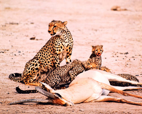 Cheetah with Cubs and Kill, Amboseli National Park, Kenya