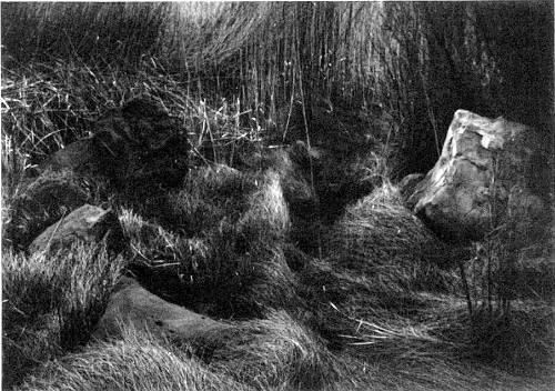 Ceremonial Dwelling (small animal nestling ground), A Quality of Dancing: The San José Canyon Works, New Mexico