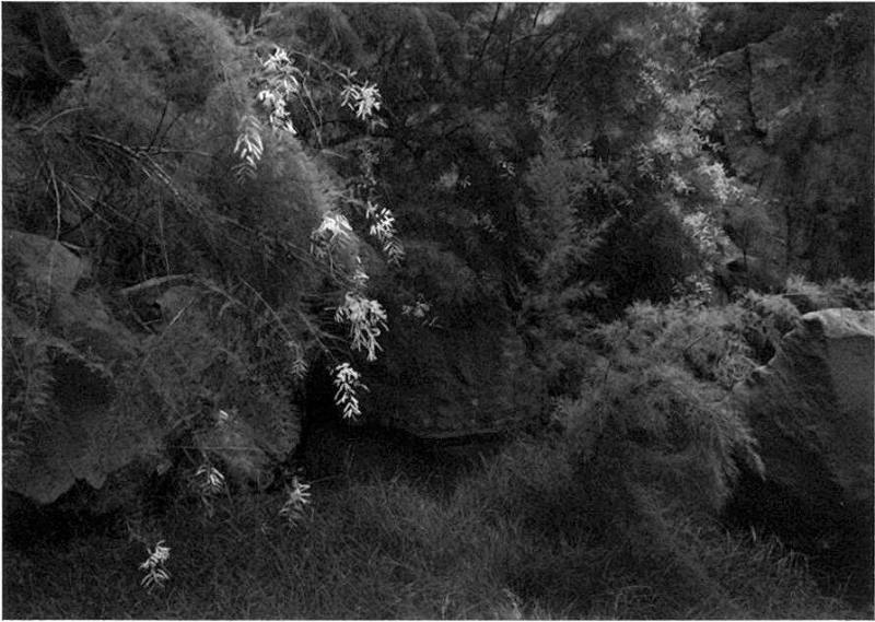A Quality of Dancing: The San José Canyon Works, New Mexico