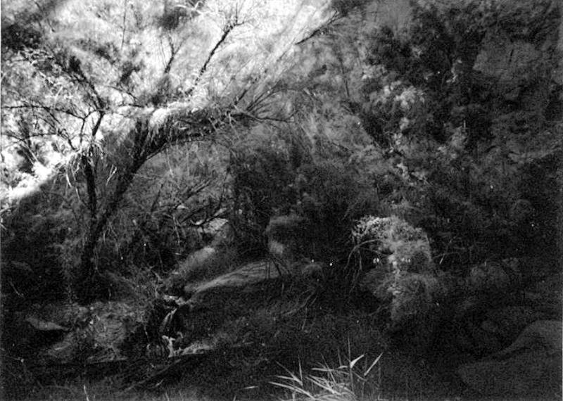 Ritual Guardian Masking (message to Morris Graves), A Quality of Dancing: The San José Canyon Works, New Mexico
