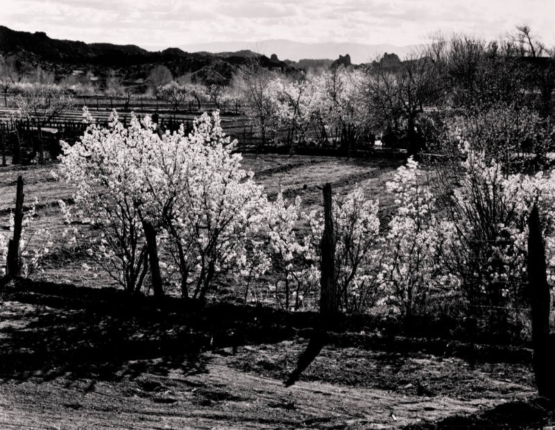 Fruit Trees, Chimayo, New Mexico