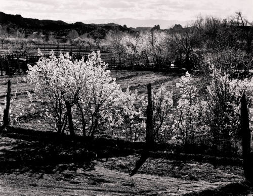 Fruit Trees, Chimayo, New Mexico