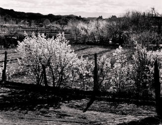 Fruit Trees, Chimayo, New Mexico