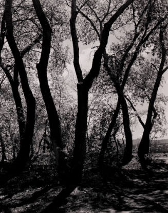 Cottonwood Trees, Tesuque, New Mexico