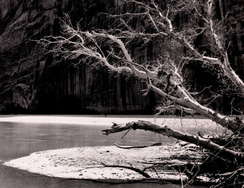 Dead Tree in Green River, Dinosaur National Monument, Colorado