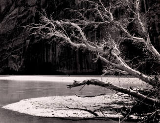 Dead Tree in Green River, Dinosaur National Monument, Colorado