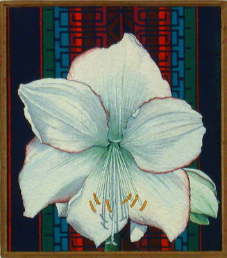 White Amaryllis