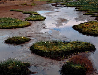 Tarn and Cotton Grass - Fjardharheidhi, Iceland
