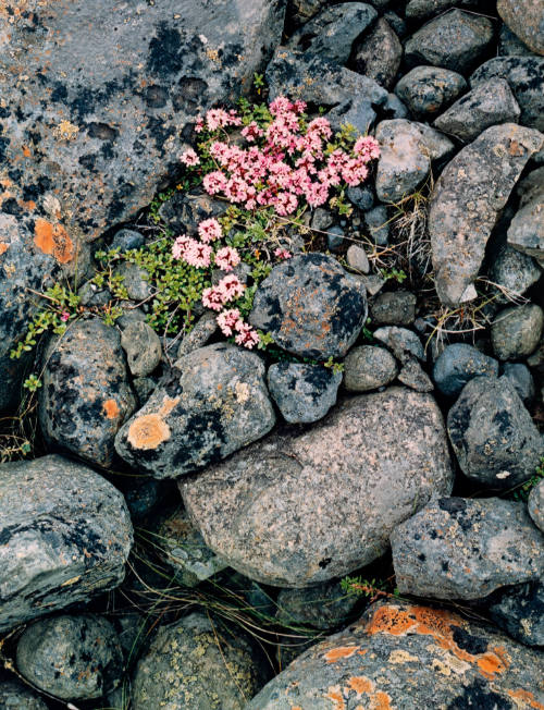 Pinks on Glacial Moraine - South Coast, Iceland