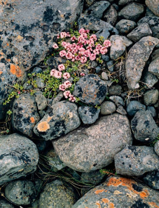 Pinks on Glacial Moraine - South Coast, Iceland
