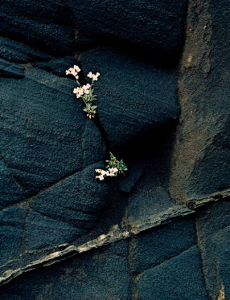 White Flower in Black Ash Cliff - Brudhidalur, Iceland