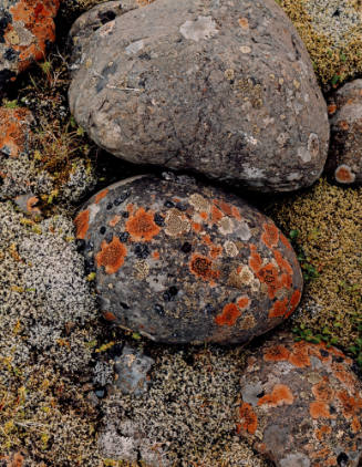 Lichens on River Stones, South Coast, Iceland