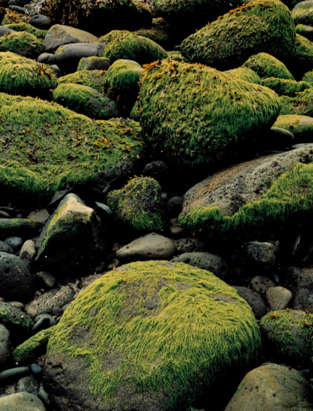 Sea Weed at Low Tide - Hellnar Snaefellsnes, Iceland