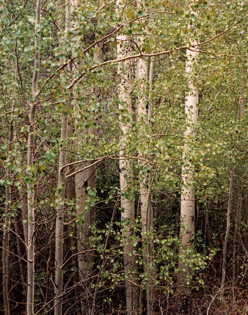 Aspens