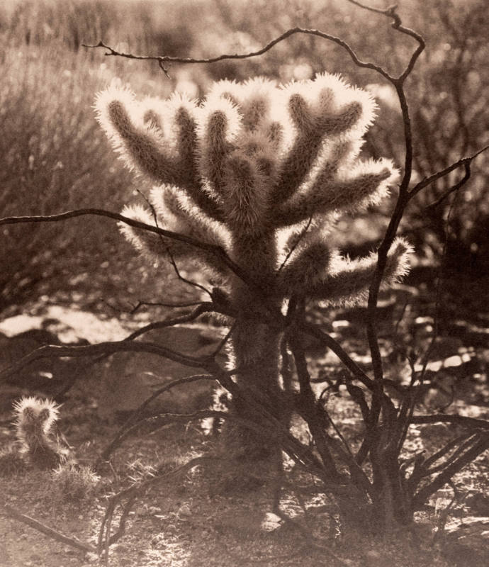 Cholla