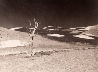 Bristlecone Snow