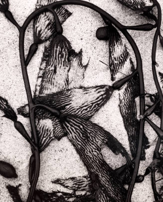 Untitled (Kelp on sand)
