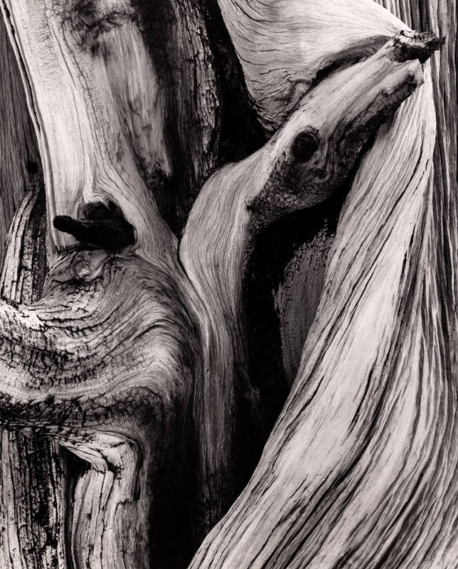Untitled (Weathered tree, detail)