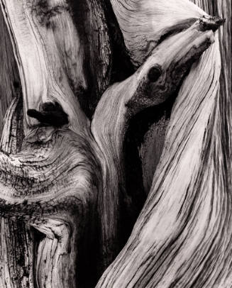 Untitled (Weathered tree, detail)