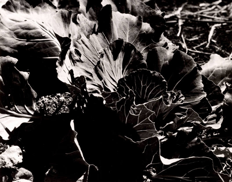Cabbage, Bolinas