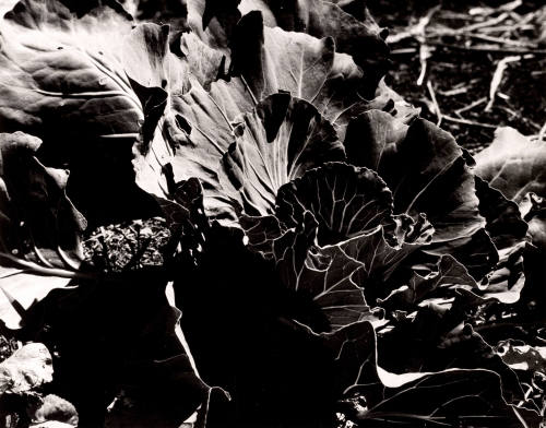 Cabbage, Bolinas