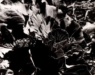Cabbage, Bolinds