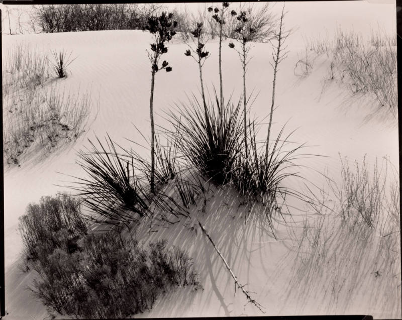 Untitled (White Sands, New Mexico)