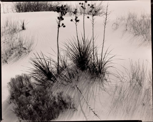 Untitled (White Sands, New Mexico)