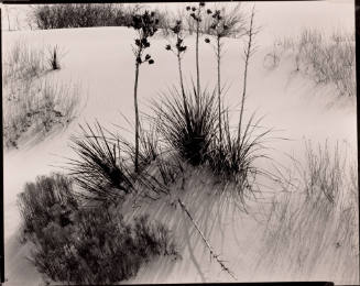 Untitled (White Sands, New Mexico)
