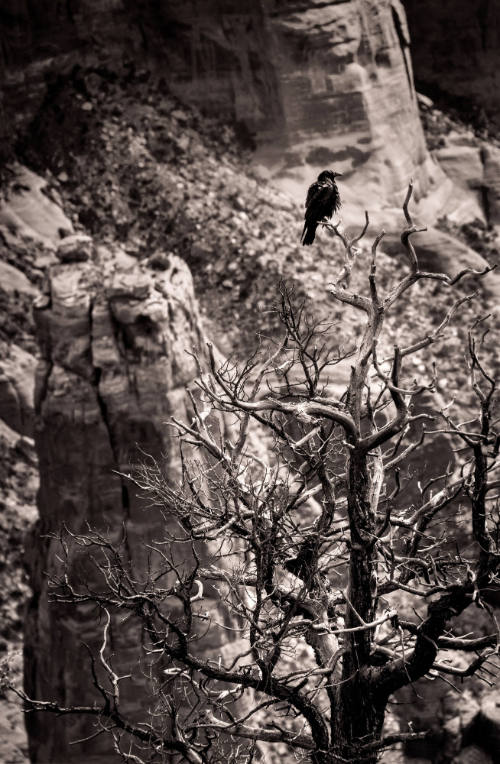 Canyon de Chelly, Arizona (Spider Rock)