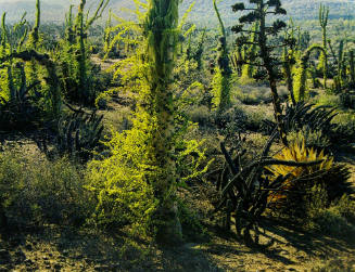 Vegetation, Baja California