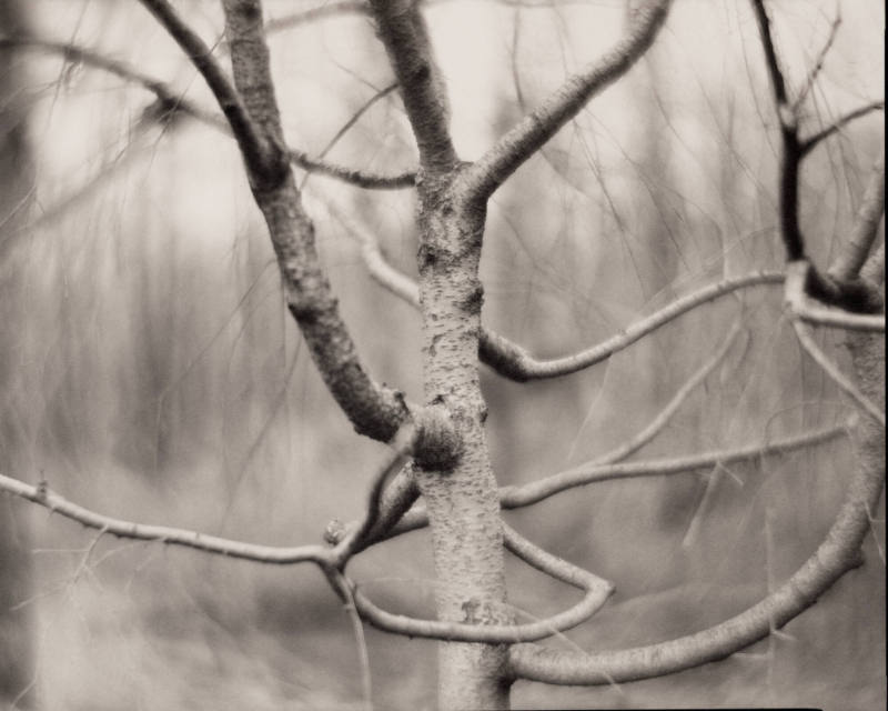 Twisted Tree, Montesano, Alabama