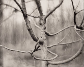 Twisted Tree, Montesano, Alabama