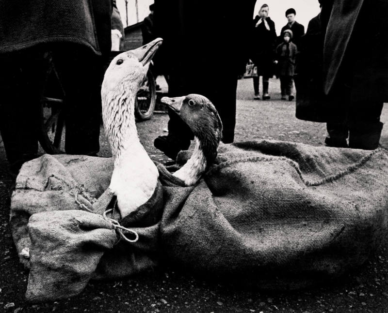In the Market (Geese)