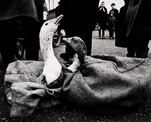 In the Market (Geese)