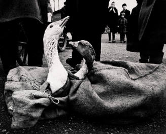 In the Market (Geese)